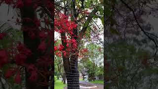 Australian flame tree Brachychiton acerifolius in bloom 20 Nov 2024 [upl. by Drye]