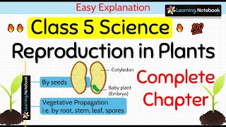 Class 5 Science Chapter 1 Reproduction in Plants [upl. by Anas602]