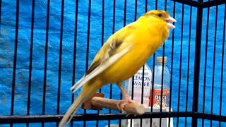 Canary training song  Waterslager canary singing [upl. by Erida]