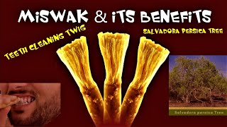 5 Benefits of MISWAK  Salvadora persica  Sunnah [upl. by Malia]