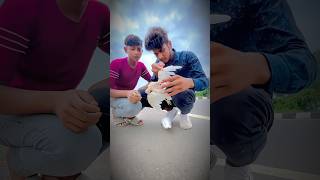 Kabutar ka Saathi Mar Gaya 😱😭shortvideos trending viralvideo pigeon ytshorts dilsadzyan [upl. by Zanas618]