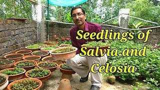 How to Grow Celosia and Salvia Flower Plants by Seeds [upl. by Derrej328]