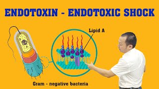 Endotoxin  Endotoxic Shock Nội Độc Tố  Sốc Nhiễm Khuẩn EndotoxicShock [upl. by Necyla]