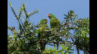 Scalybreasted Lorikeet [upl. by Catlaina59]