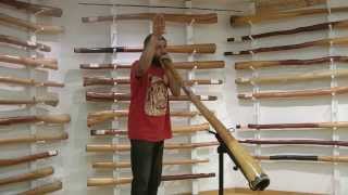 How To Imitate Animal Sounds On The Didgeridoo [upl. by Ennaeerb]