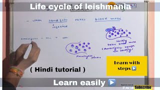 Life cycle of leishmania ll biology ll [upl. by Neerac]