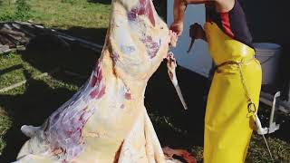 Worlds fastest butcher skinning a COW and CUTTING skills [upl. by Chow880]