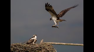 Dyfi Osprey Project 2019 [upl. by Jenifer]