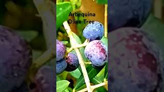 Growing Arbequina Olive zone9 gardening olivetree youtubeshorts [upl. by Corvin]