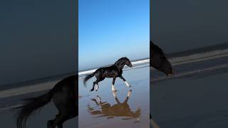 quotYoung Chergui Running Free by the Oceanquot viralvideo beachlife viralshorts humor [upl. by Lynnelle]