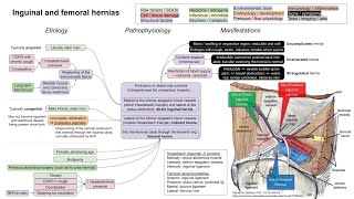 Inguinal and femoral hernias mechanism of disease [upl. by Fransisco]