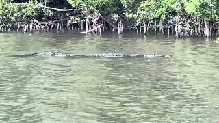 Largest swimming crocodile floats along river [upl. by Cecilla866]