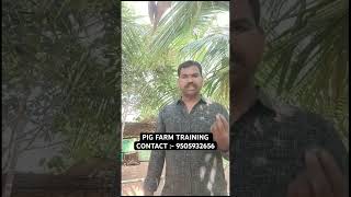 PIG FARM TRAINING pigfarmvideo pigglets shortsfeed shortvideo shortsviral shorts [upl. by Lanod]