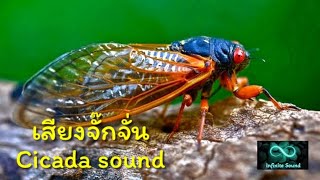 เสียงจั๊กจั่น  Cicada sound [upl. by Oremodlab]