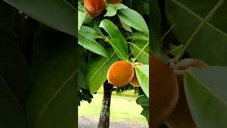 Diospyros blancoi commonly velvet apple velvet persimmon kamagong or mabolo tree [upl. by Ahsilac]