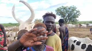 Cattle of Marial Garang Jill Koch Ayol at Manyang Cattle Camp For Athiek Dau Riak [upl. by Edya]