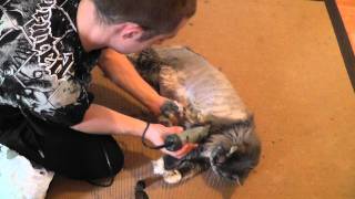 shaving maine coon [upl. by Dweck456]