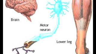 Nerve conduction CNS PNS Animation [upl. by Nairim]