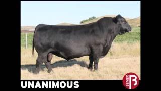 UNANIMOUS  ANGUS NEGRO  SEMEX ARGENTINA [upl. by Ursal852]