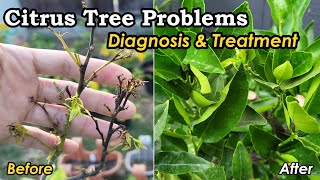 How I Saved A Sick Clementine Mandarin Tree  Citrus Tree Diseases Diagnosis and Treatment 柑橘树疾病防治 [upl. by Uchish]