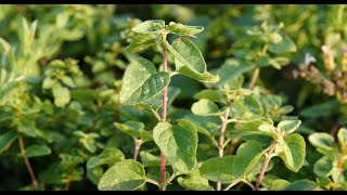 Oregano  o planta usor de ingrijit [upl. by Cheffetz99]