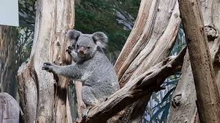 Queensland koalas [upl. by Aelyak]