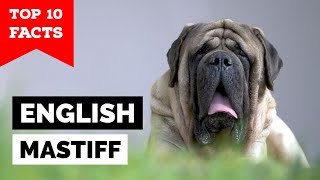 English Mastiff  Top 10 Facts [upl. by Gelb]