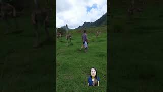 Awas Ketangkep TiRex Papah😱 dinosaur jurassicworld jurassicpark trex dino shortsvideo funny [upl. by Pincince]