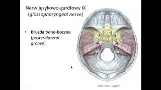 Nerw językowogardłowy IX wstęp [upl. by Maurine]