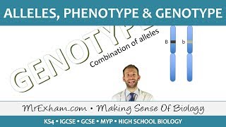 Alleles phenotype and genotype  GCSE Biology 91 [upl. by Ahsinyt]