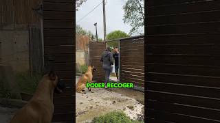 Este Perro Le Salvó La Vida A Su Dueña 🐶🥰 vía abelmalinois [upl. by Shea229]