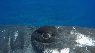 A Whale Saved My Life  Close Encounters  BBC Earth [upl. by Verdi]