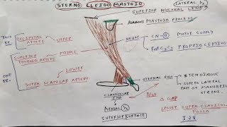 Sterno Cleido Mastoid Muscle Anatomy  TCML [upl. by Salba]