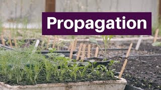 Propagation germinate grow and plant seedlings for a long season of bigger harvests [upl. by Autry]