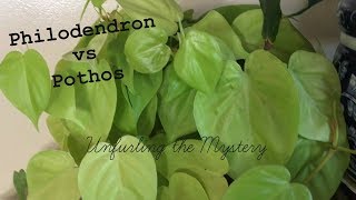 Difference between Pothos amp Philodendrons  Houseplant Identification  House Plant Tour [upl. by Kwei]