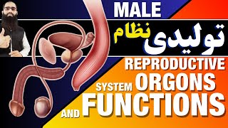 Understanding the Male Reproductive System Anatomy and Function [upl. by Samanthia]