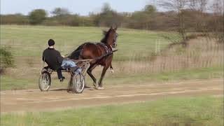 Marion Yoder Full Standardbred Horse [upl. by Syverson439]