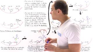 Mechanism of Chymotrypsin and Catalytic Triad [upl. by Leontyne545]