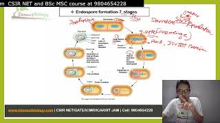 Bacterial endospore formation [upl. by Anirehc]