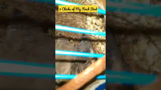 3 Chicks of My Finch Bird  Tamil Finches [upl. by Laurene]