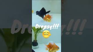 Cara Obati Swim Bladder Aeromonas dan Dropsy Sisik Nanas Ikan Mas Koki [upl. by Atteinotna267]