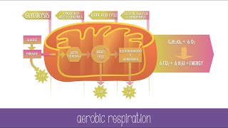 Cellular Respiration Steps and Pathways [upl. by Atcliffe]