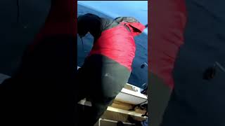 Lake Michigan Salmon Chaos fishing salmonfishing lakemichigan [upl. by Ysac]