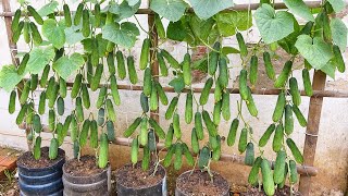 Grow cucumbers vertically with organic fertilizer from eggshells  High yield lots of fruit [upl. by Stevenson902]