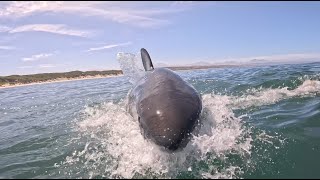 Great White Shark Update Mossel Bay 03042024 [upl. by Lirba]