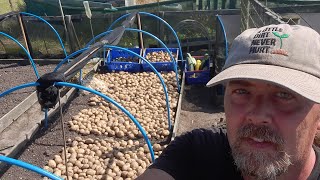 Allotment Update 11824  Harvesting potatoes from the plot after blight struck [upl. by Blisse]