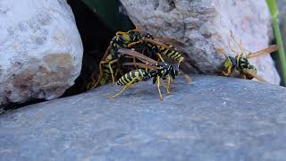 Polistes UpClose paper wasps 01 [upl. by Jacqui]