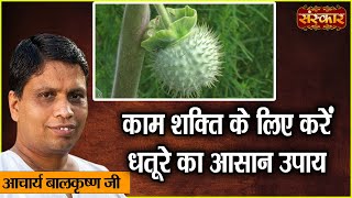 काम शक्ति के लिए करें धतूरे का आसान उपाय  Benefits of Datura  Acharya Balkrishna Ji Ke Nuskhe [upl. by Alvis]