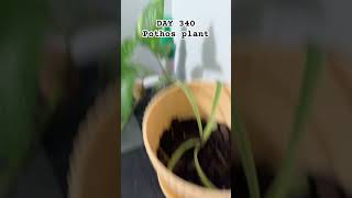 DAY 340 of monitoring the Pothos plant [upl. by Lledyr179]