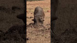 Warthog using their tusks and snoughts forest nature foresttravel wildlife warthog [upl. by Theona]